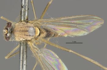 Media type: image;   Entomology 12925 Aspect: habitus dorsal